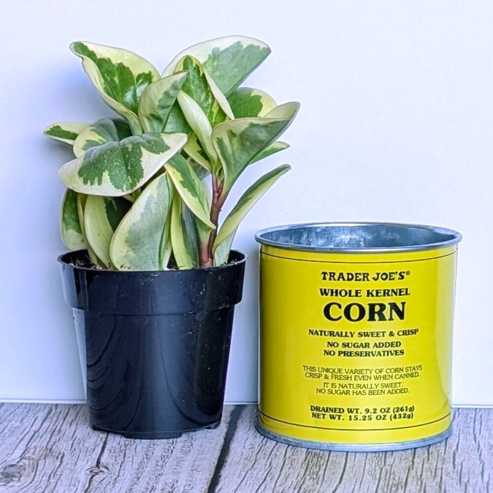 🌿 Trader Joe's 3" Mini Can Food Planter w/ Foliage -NWT - Picture 3 of 6